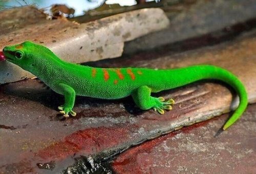 Popular Day Gecko Species