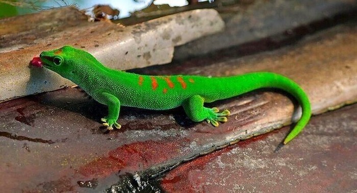 Popular Day Gecko Species