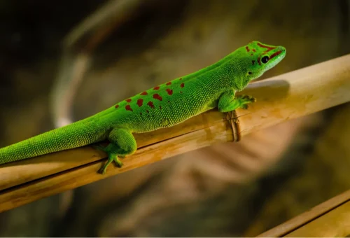 gold-dust-day-gecko