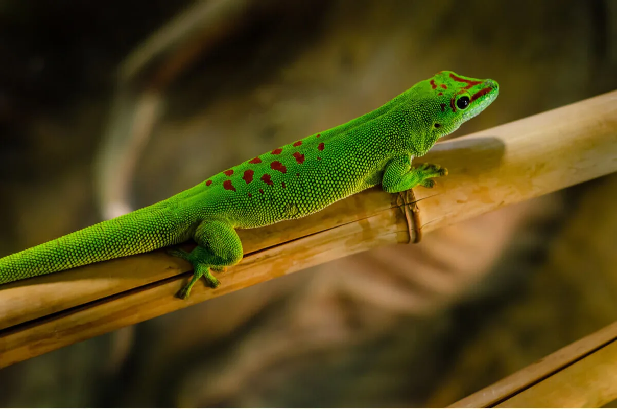 gold-dust-day-gecko