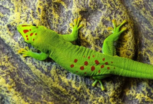 Day Gecko Care