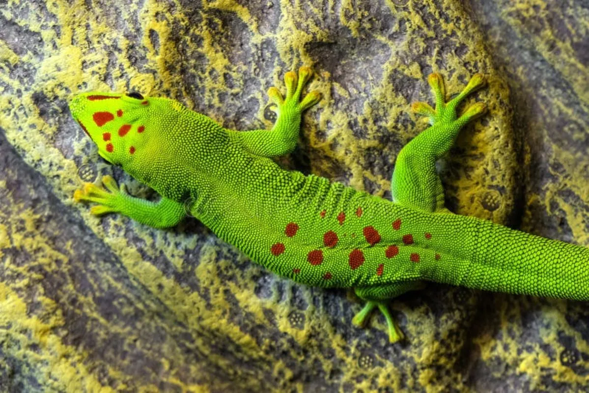 Day Gecko Care