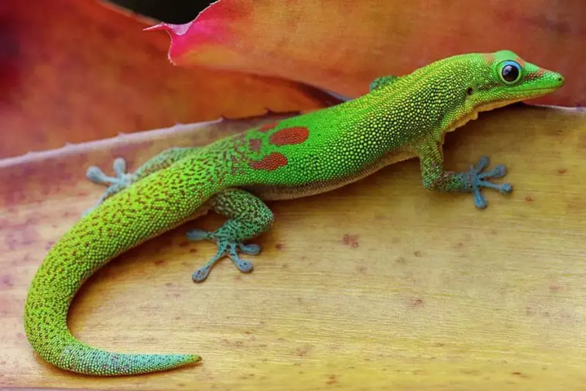 gold-dust-day-gecko